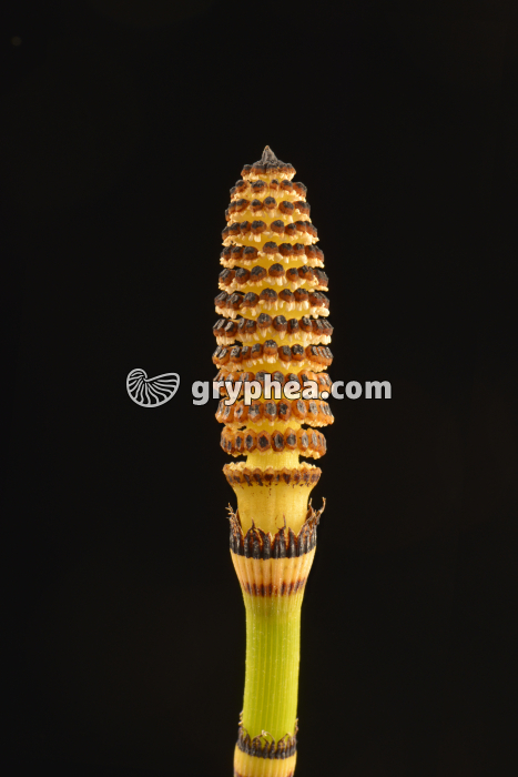 Prêle - strobile ou épi sporifère - gryphea.com